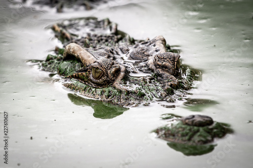 Portrait of freshwater Crocodile in a farm in Thailand, Phuket Crocodile farm, feeding the Crocodylus with raw chicken, it is one of the tourist attraction in Phuket