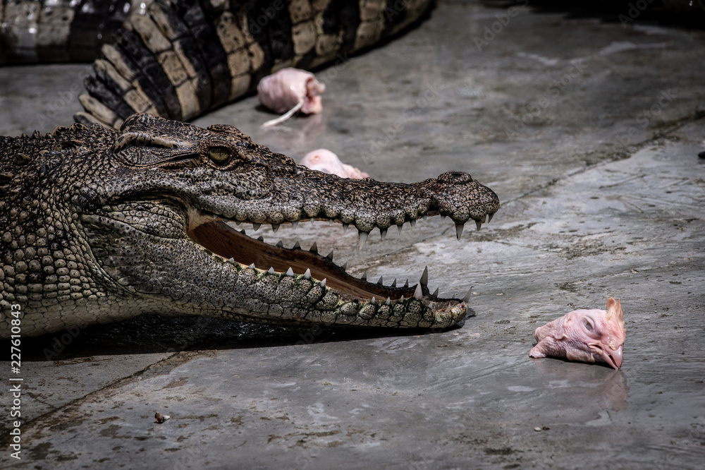 Fototapeta premium Portrait of freshwater Crocodile in a farm in Thailand, Phuket Crocodile farm, feeding the Crocodylus with raw chicken, it is one of the tourist attraction in Phuket