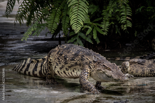 Portrait of freshwater Crocodile in a farm in Thailand, Phuket Crocodile farm, feeding the Crocodylus with raw chicken, it is one of the tourist attraction in Phuket