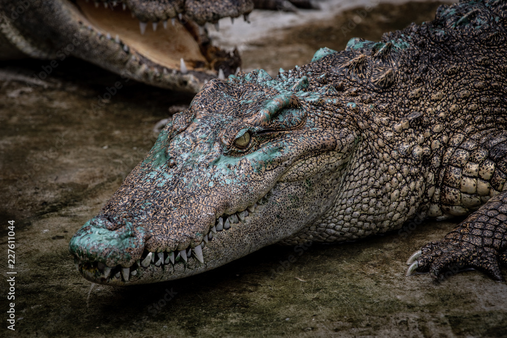 Fototapeta premium Portrait of freshwater Crocodile in a farm in Thailand, Phuket Crocodile farm, feeding the Crocodylus with raw chicken, it is one of the tourist attraction in Phuket