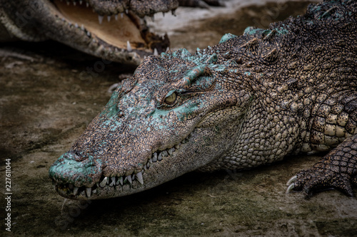 Portrait of freshwater Crocodile in a farm in Thailand  Phuket Crocodile farm  feeding the Crocodylus with raw chicken  it is one of the tourist attraction in Phuket