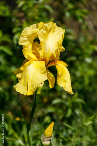 Fototapeta Naklejka Na Ścianę i Meble -  Beautiful iris flower on flowerbed in garden