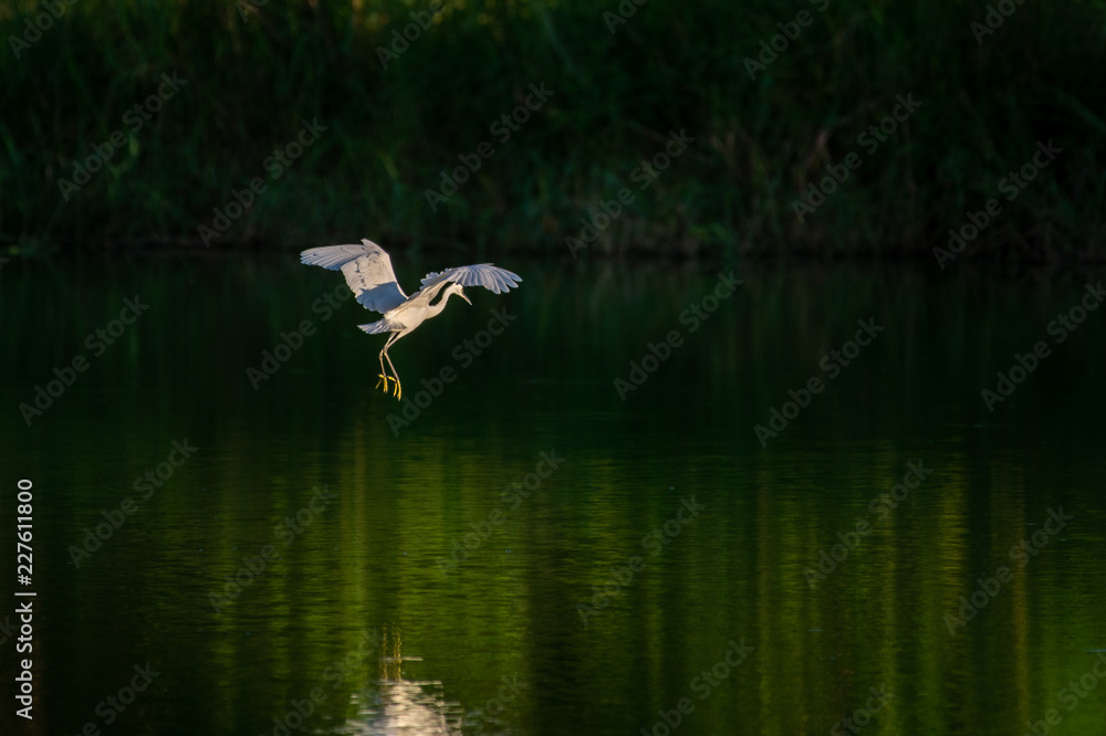 Great Egret flying over water with soft background of lake, reeds and sky on a warm summer sunset in the wetland In Thailand Egret live by wetland hunting feed on fish (apply selective focus and mood) Great Egret flying over water with soft background of lake, reeds and sky on a warm summer sunset in the wetland In Thailand Egret live by wetland hunting feed on fish (apply selective focus and mood)