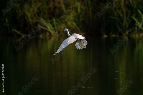 Great Egret flying over water with soft background of lake, reeds and sky on a warm summer sunset in the wetland In Thailand Egret live by wetland hunting feed on fish (apply selective focus and mood)