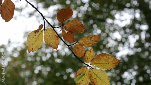 All the shades of Autumn show through as leaves change colour in woodland in Worcestershire, UK and blow in the seasonal wind. photo