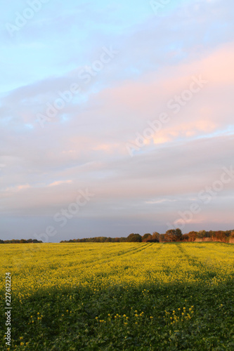 Green and yellow field at dawn