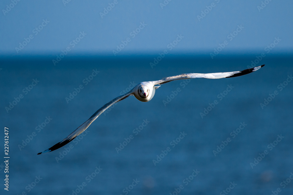 A beautiful seagull, seabird of family Laridae in sub-order Lari flying over sea and trying to catch fish, laridae is an migrated alien species from Russia to Thailand during winter, the laridae A beautiful seagull, seabird of family Laridae in sub-order Lari flying over sea and trying to catch fish, laridae is an migrated alien species from Russia to Thailand during winter, the laridae