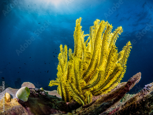 Bunte farbige Federsterne am Korallenriff im Meer bei Anilao auf den Philippinen