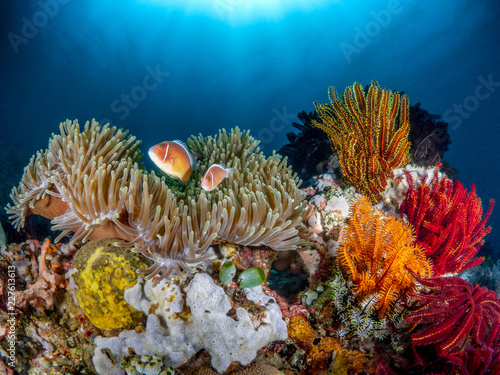 Anemonenfische und bunte Federsterne am Korallenriff im Meer bei Anilao auf den Philippinen