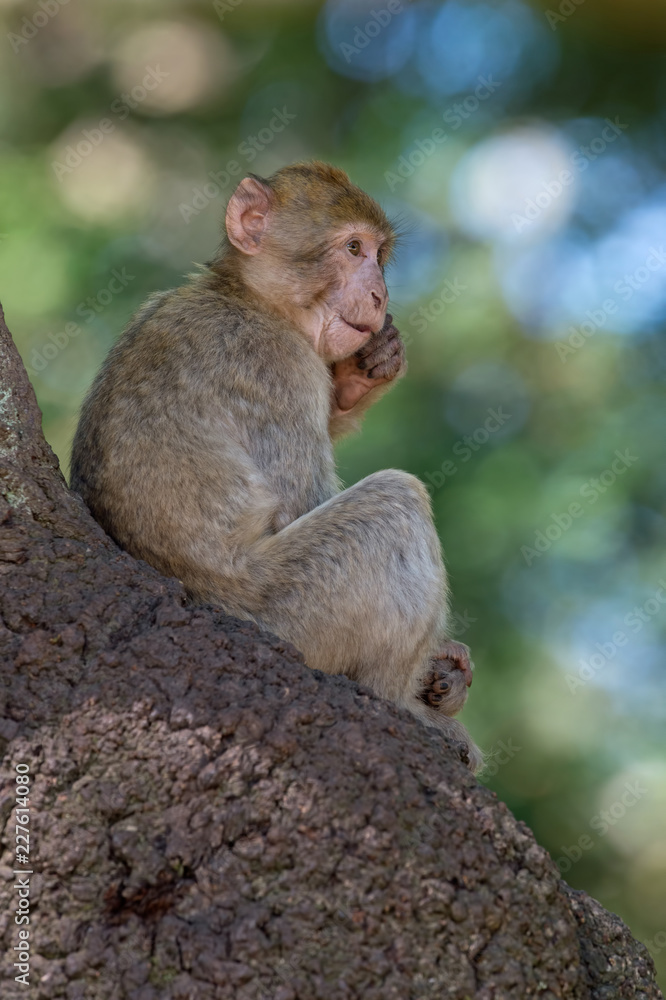 Barbary Macaque (Macaca Sylvanus)/Juvenile Barbary Macaque on the trunk of a large tree Barbary Macaque (Macaca Sylvanus)/Juvenile Barbary Macaque on the trunk of a large tree