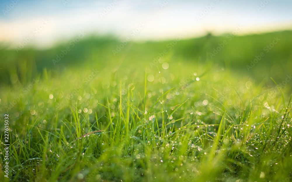 Beautiful nature background. Fresh grass scene and dew in morning time.