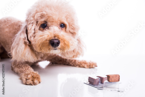 Fototapeta Naklejka Na Ścianę i Meble -  Poodle pet dog with beef chewables for heartworm protection treatment