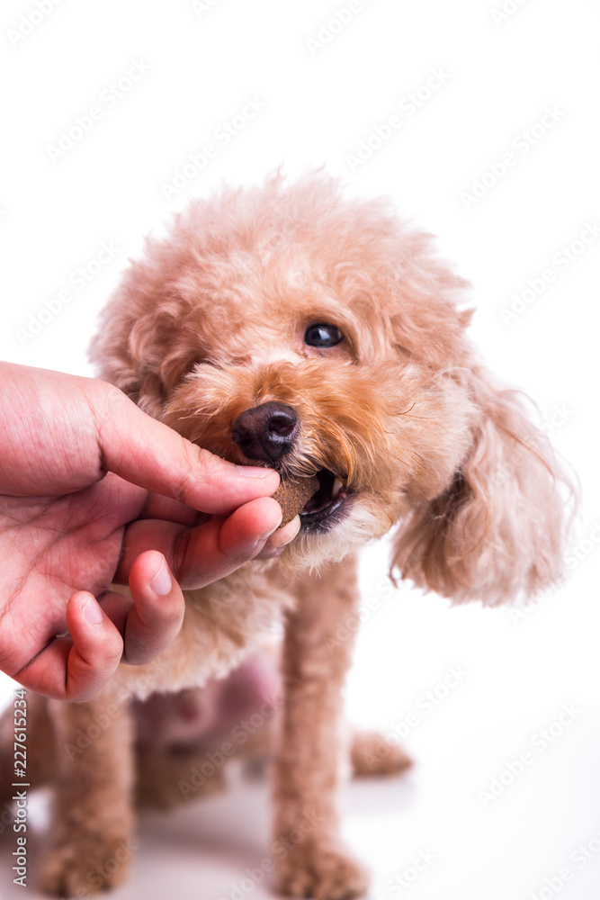 Hand feeding pet dog with chewable to protect from heartworm