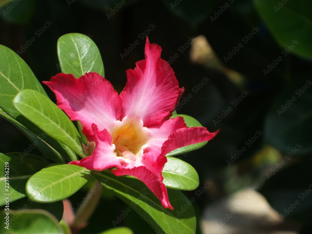 Fototapeta premium ชวนชม