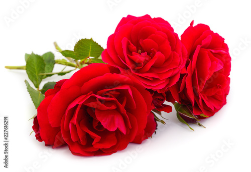 Red beautiful roses.