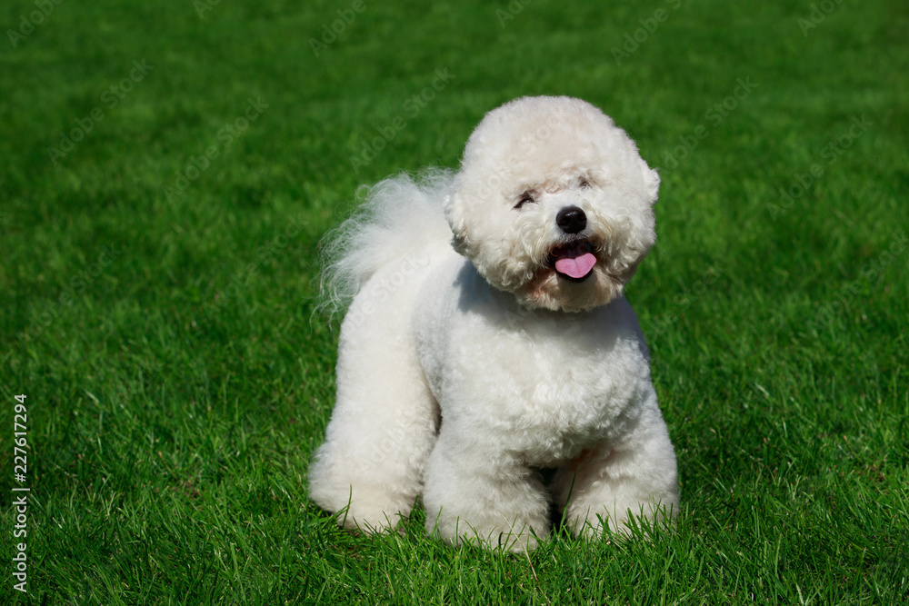 The dog breed Bichon Frise The dog breed Bichon Frise