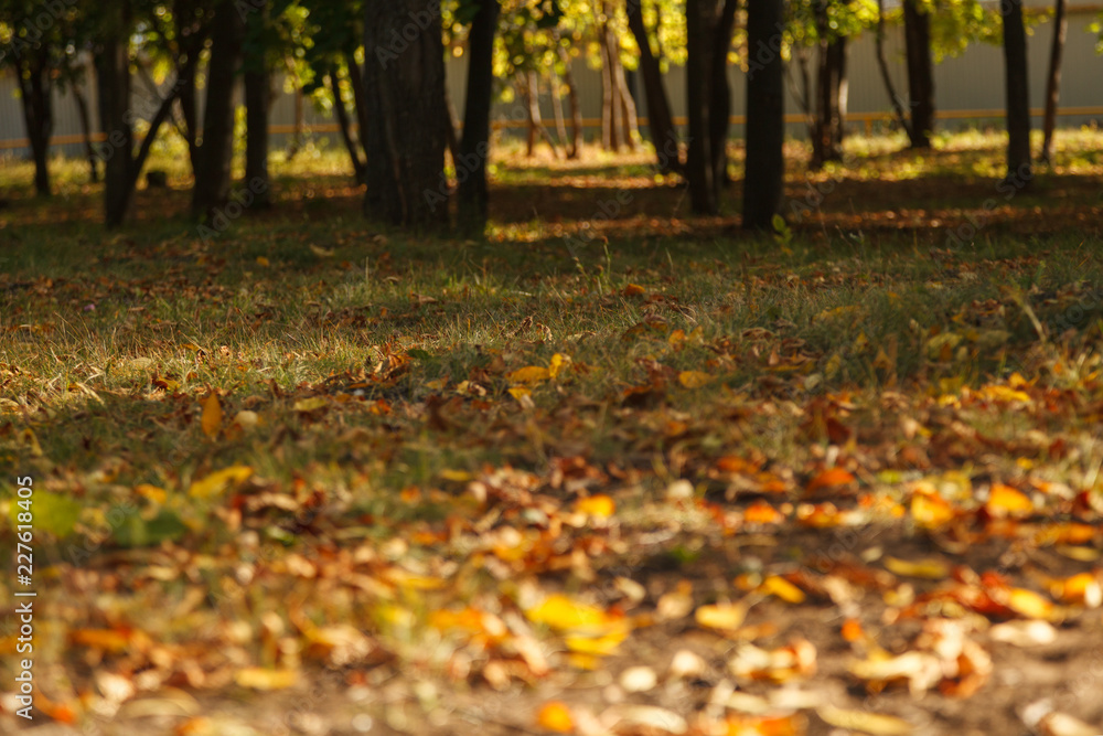 Blurred background. Fallen leaves on green grass, tree trunks in the background, sun glare, Sunny day