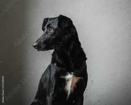 Classical portrait of a black dog with white chest