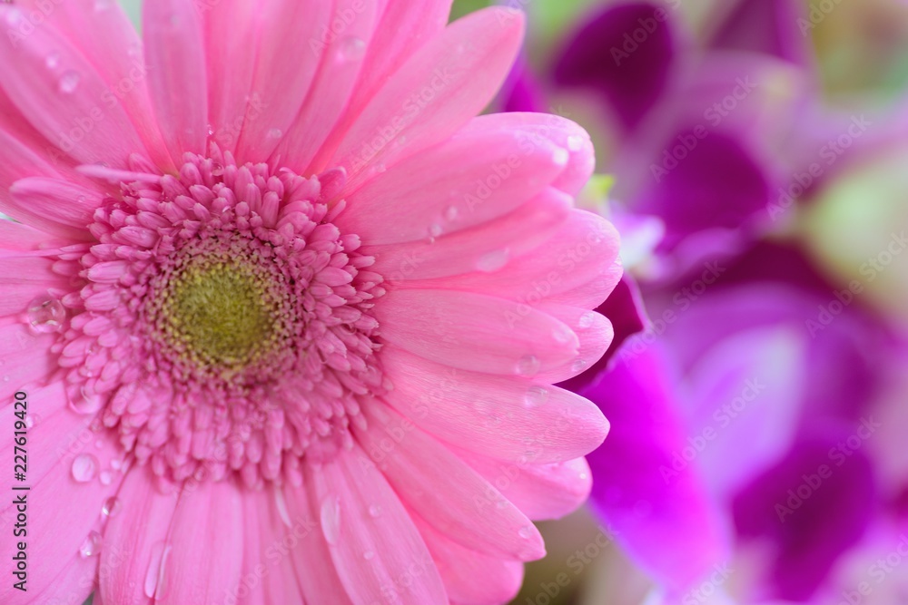 Macro details of Pink Daisy flower with water droplets Macro details of Pink Daisy flower with water droplets