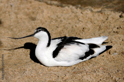 Portrait of Pied Avocet (Recurvirostra avosetta) black and white waterbird