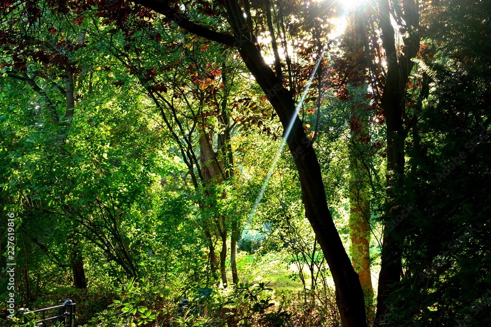 Obraz premium forest background