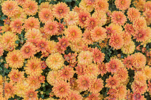 Chrysanthemum flowers as a background. Field of orange Chrysanthemums after the rain. Selective focus