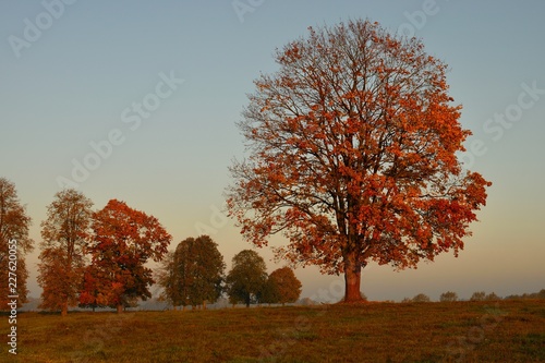 autumn tree