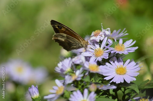 Close-up of a Beautiful Butterfly on Aster Flowers  Nature  Macro