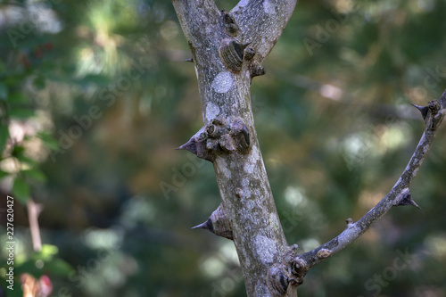 Spiny Tree Trunk of Zanthoxylum americanum, Prickly ash. Close-up in natural sunligh. Nature concept for design photo