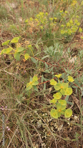 Plants Of The Crimea.