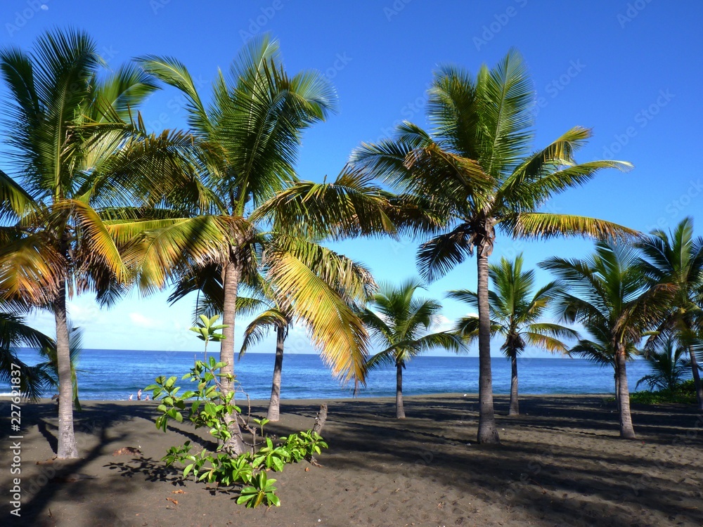 Fototapeta premium Palmiers et sable noir à l'Ile de la Réunion