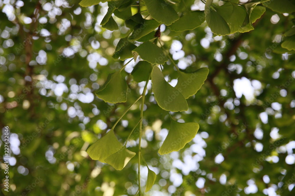 The leaves of the Ginkgo Biloba temple tree.