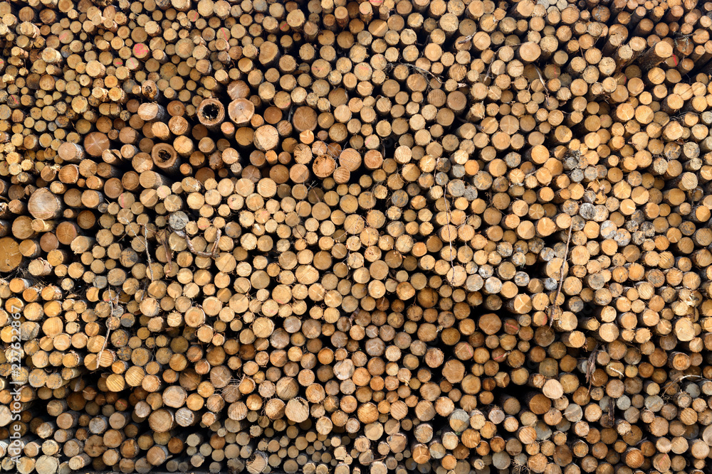 Wood saw cut background, full frame. Lumber logs warehouse. 