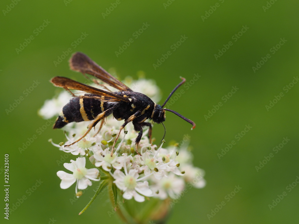 Fototapeta premium Kleiner Pappelglasflügler - Paranthrene tabaniformis 