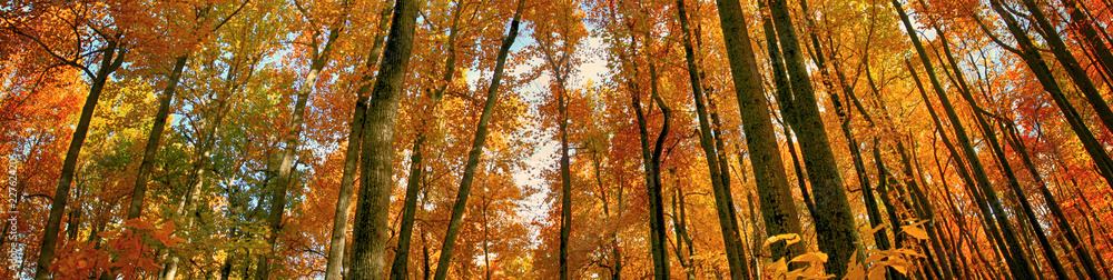 Fall colors in the woods Fall colors in the woods