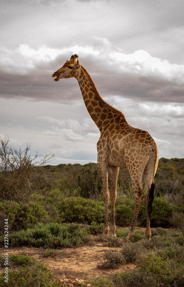 Obraz premium Giraffe