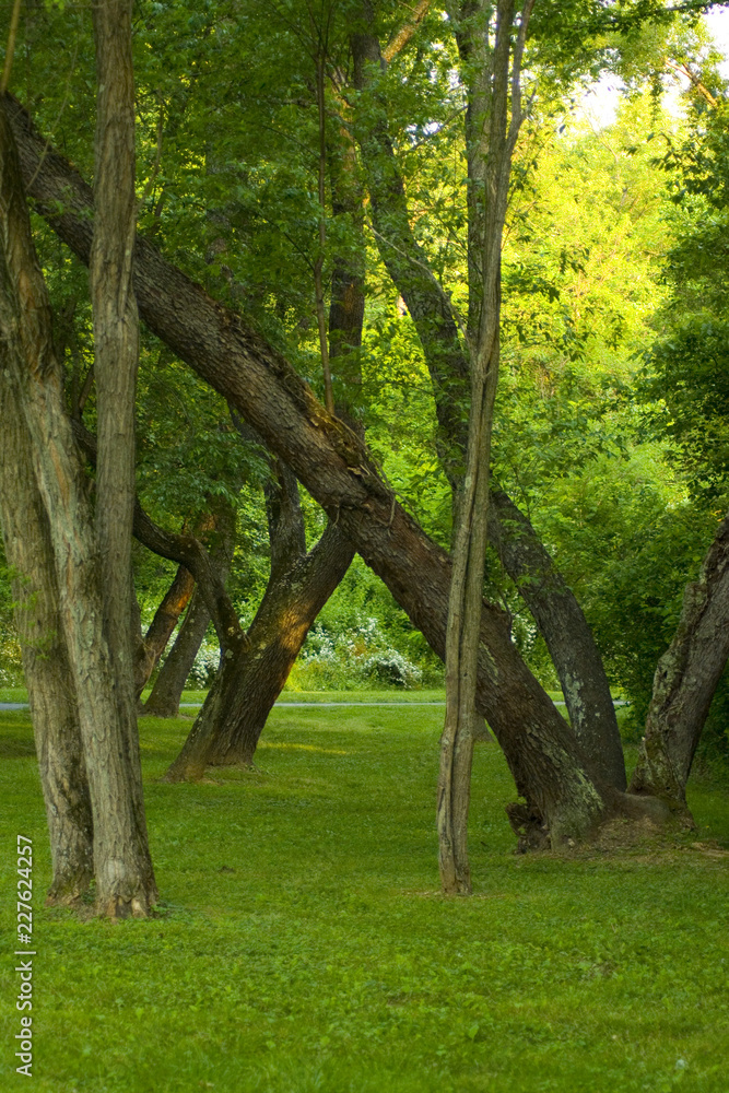 Obraz premium Deep into the woods