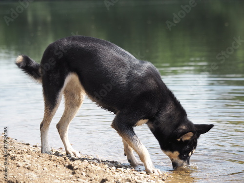 Husky  photo