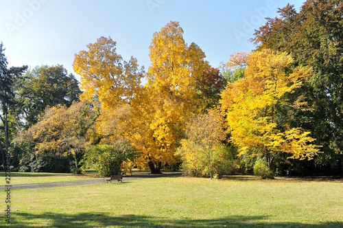 Kolorowe drzewa w parku