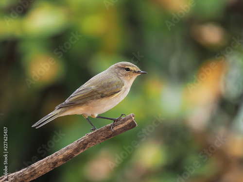 Common Chiffchaff (Phylloscopus collybita), isolated in the forest