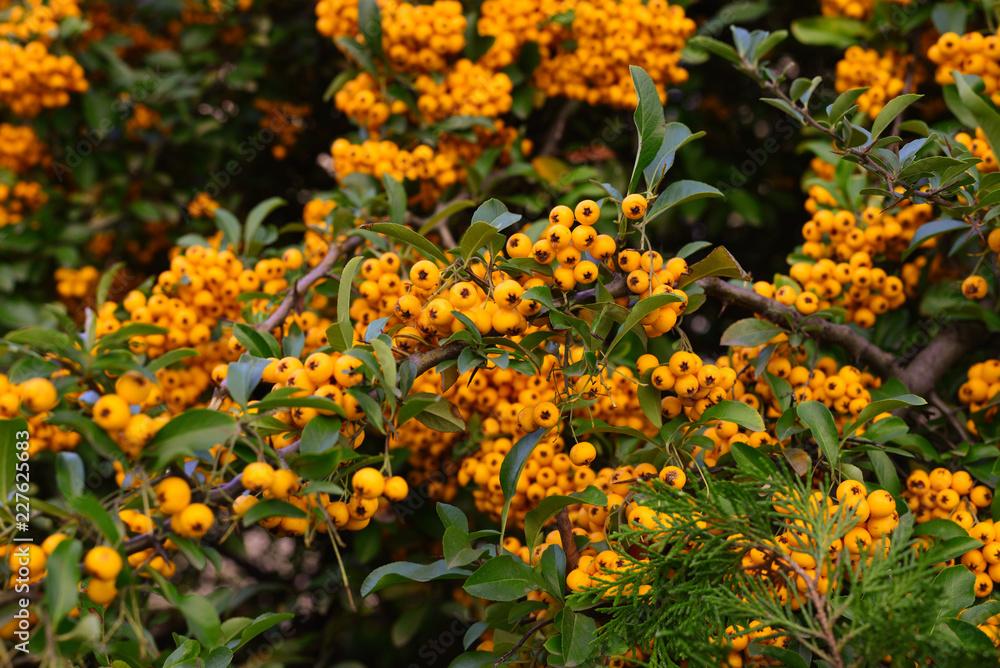 Branches of orange sea buckthorn berries. 