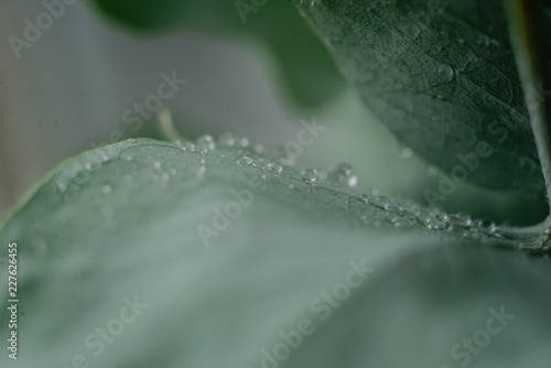 Green Eucalyptus with water Drops , macro water drops, light green leaves, romantic and spa, relaxing palette