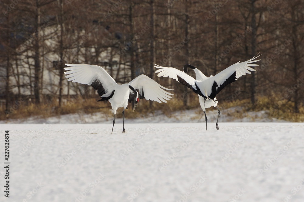 Are you happy?, Lovely Cranes in Hokkaido, Japan タンチョウの舞い Are you happy?, Lovely Cranes in Hokkaido, Japan タンチョウの舞い