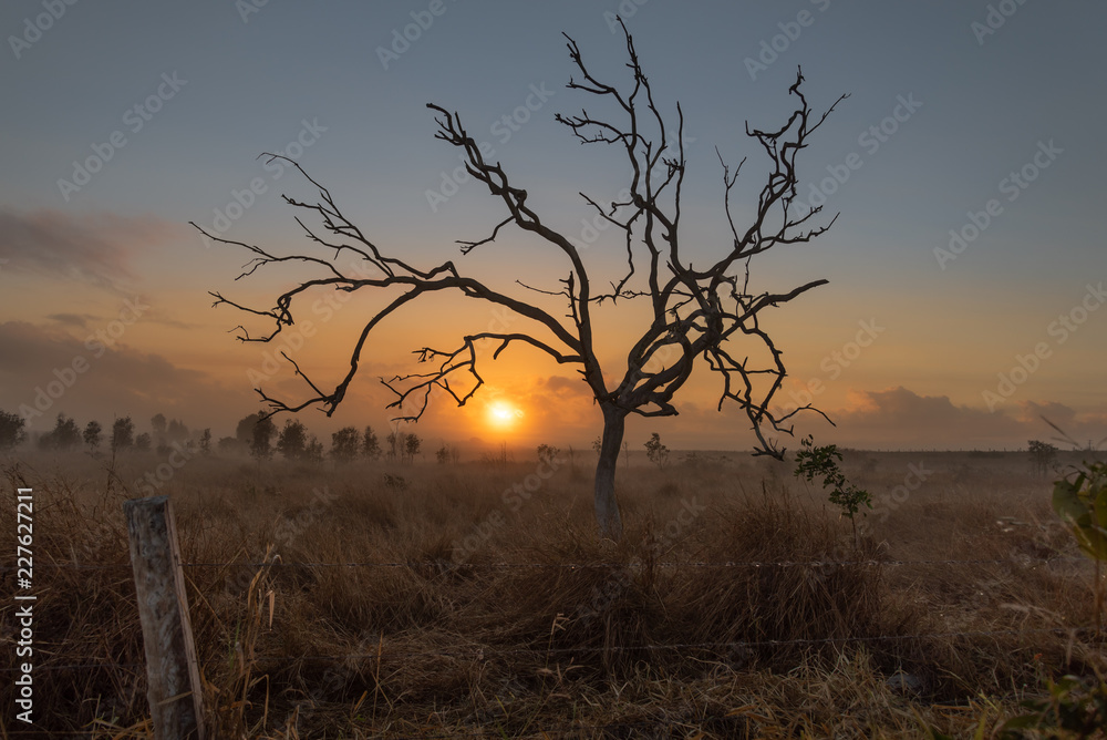 Obraz premium Tree on a foggy morning