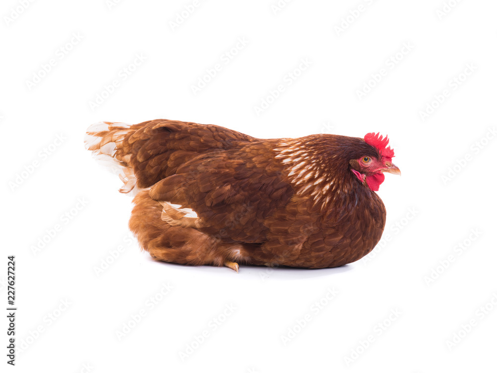 Fototapeta premium brown hen isolated