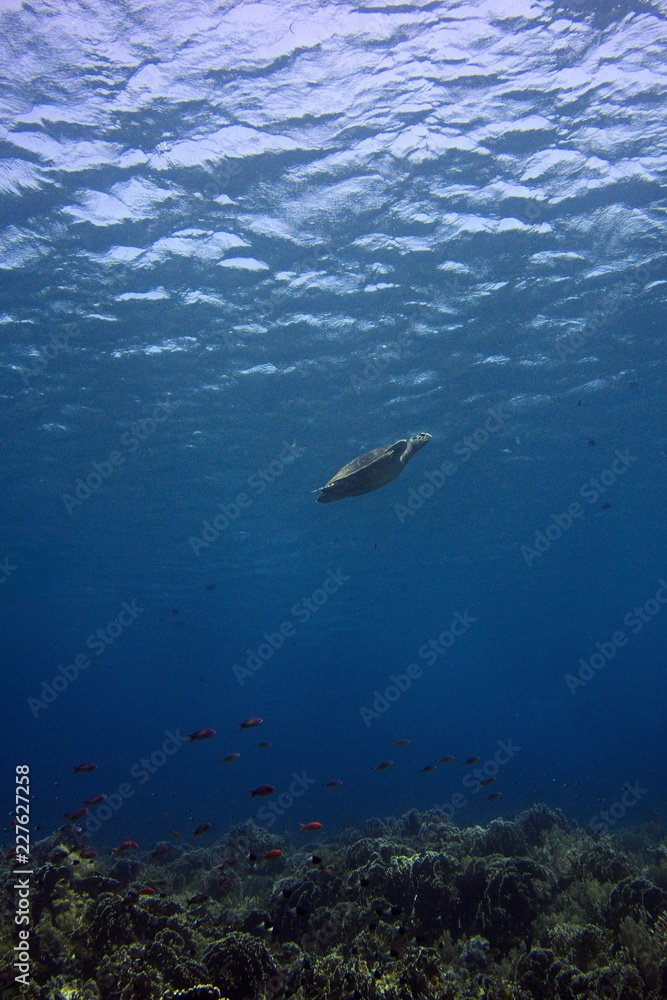 Fototapeta premium turtle