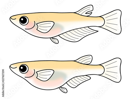 めだかのオスとメス　セット　ヒメダカ