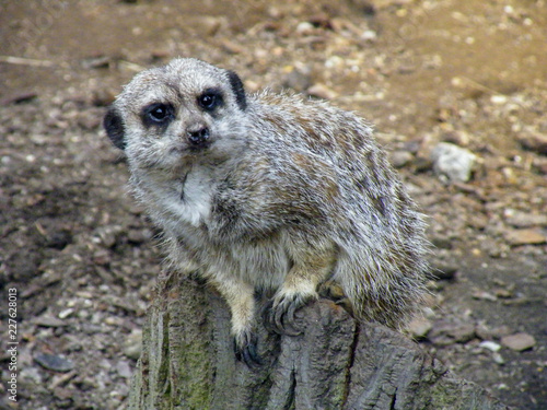 Suricate