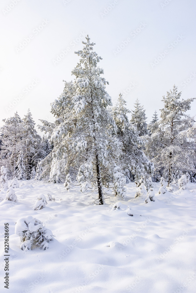 Spruce tree in a bog at the winter