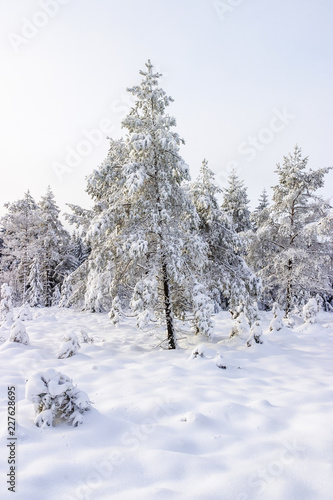 Wallpaper Mural Spruce tree in a bog at the winter Torontodigital.ca